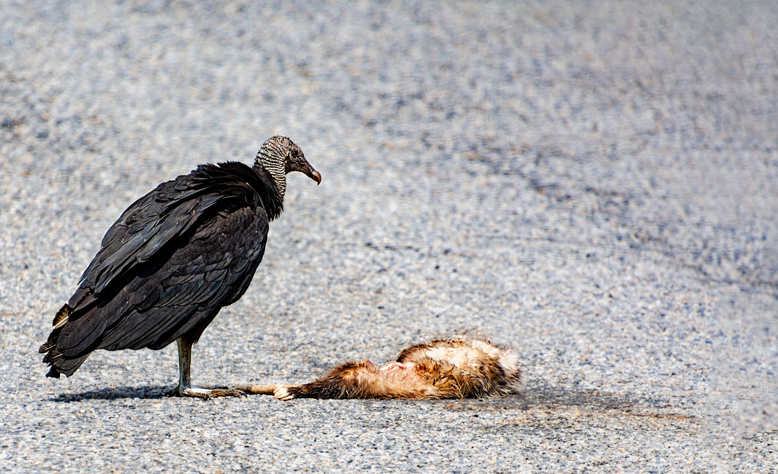 5 Ways to Not Be the Next Sales VP or CRO Roadkill
